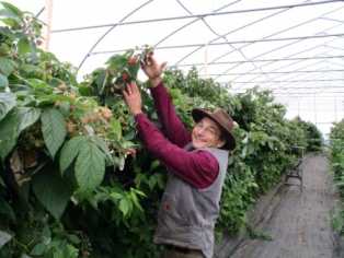 Howard's Raspberries